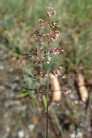 Agrostis stolonifera \ Weies Straugras / Creeping Bentgrass, D Konstanz 6.6.2018