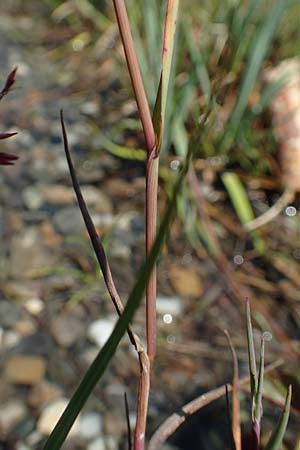 Agrostis stolonifera \ Weies Straugras / Creeping Bentgrass, D Konstanz 6.6.2018