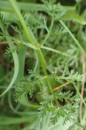 Caucalis platycarpos \ Mhren-Haftdolde / Small Bur Parsley, D Grünstadt-Asselheim 21.6.2018