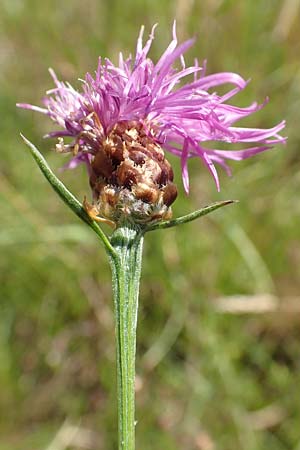 Centaurea timbalii \ Westliche Schmalblttrige Flockenblume, Timbals Wiesen-Flockenblume / Timbal's Knapweed, D Drover Heide 9.7.2018