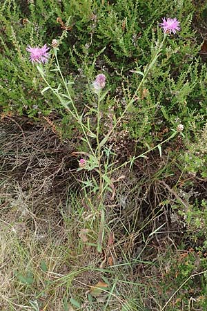 Centaurea timbalii \ Westliche Schmalblttrige Flockenblume, Timbals Wiesen-Flockenblume / Timbal's Knapweed, D Drover Heide 9.7.2018