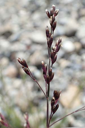 Catabrosa aquatica \ Quell-Gras / Whorl Grass, D Konstanz 1.5.2019