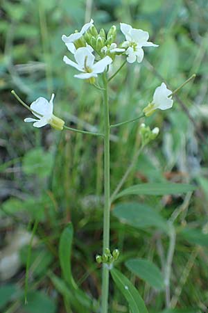 Arabidopsis arenosa \ Sand- / Sand Rock-Cress, D Schwarzwald/Black-Forest, Ottenhöfen 18.6.2019