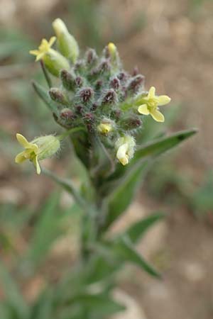 Camelina microcarpa \ Kleinfrchtiger Leindotter / Lesser Gold of Pleasure, Small-Seed False-Flax, D Grünstadt-Asselheim 4.5.2020