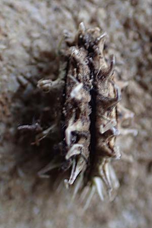Caucalis platycarpos \ Mhren-Haftdolde / Small Bur Parsley, D Neuleiningen 25.5.2020