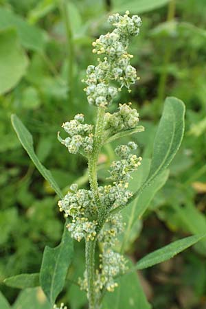 Chenopodium album \ Weier Gnsefu, Wilde Melde / Fat Hen, D Lohra-Rollshausen 22.6.2020