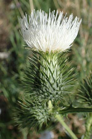 Cirsium vulgare \ Gewhnliche Kratzdistel, Lanzett-Kratzdistel / Spear Thistle, D Grünstadt-Asselheim 6.8.2021