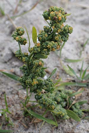 Chenopodium album \ Weier Gnsefu, Wilde Melde / Fat Hen, D Heiligenhafen 17.9.2021
