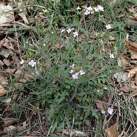 Arabidopsis arenosa \ Sand- / Sand Rock-Cress, D Elmstein 6.4.2022