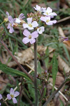 Arabidopsis arenosa \ Sand- / Sand Rock-Cress, D Elmstein 6.4.2022