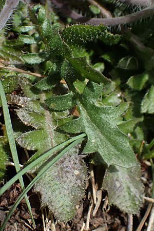 Arabidopsis arenosa \ Sand- / Sand Rock-Cress, D Elmstein 6.4.2022