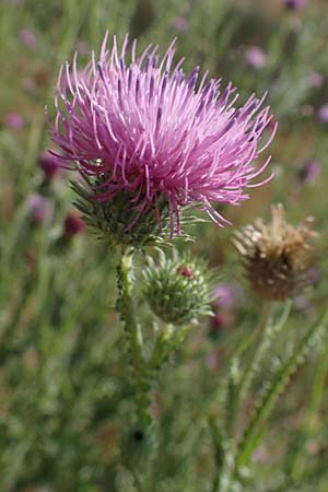 Carduus acanthoides \ Weg-Distel / Welted Thistle, D Ludwigshafen 21.7.2022