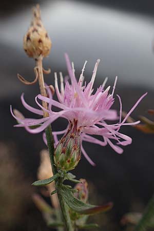 Centaurea australis \ Kleinkpfige Flockenblume / Southern Spotted Knapweed, D Kehl 3.9.2022