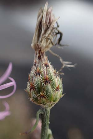 Centaurea australis \ Kleinkpfige Flockenblume / Southern Spotted Knapweed, D Kehl 3.9.2022