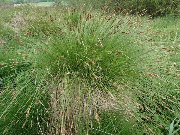 Carex appropinquata \ Schwarzschopf-Segge, Gedrngthrige Segge / Fibrous Tussock Sedge, D Walldürn 20.5.2023
