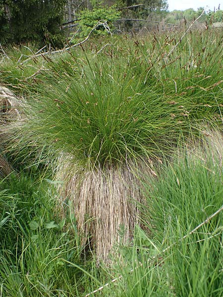 Carex appropinquata \ Schwarzschopf-Segge, Gedrngthrige Segge / Fibrous Tussock Sedge, D Walldürn 20.5.2023