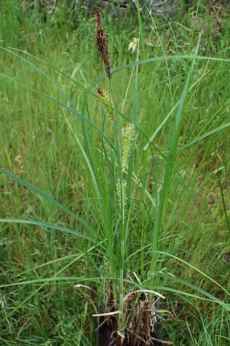 Carex atherodes \ Groe Grannen-Segge / Wheat Sedge, D  2.6.2023