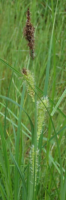 Carex atherodes \ Groe Grannen-Segge / Wheat Sedge, D  2.6.2023