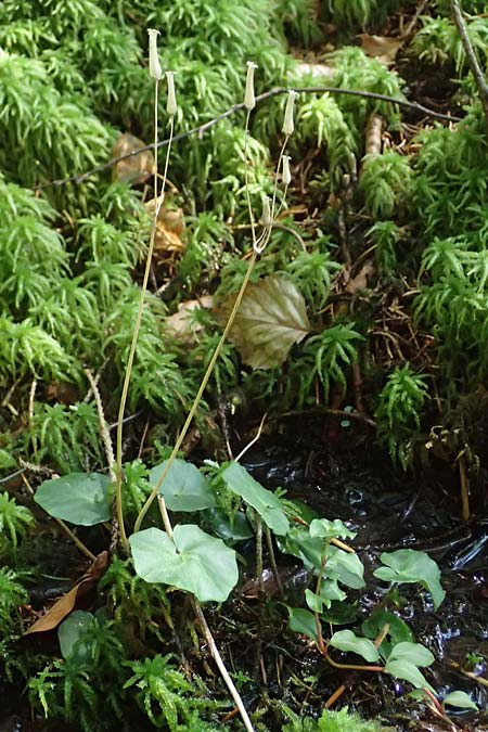 Soldanella montana \ Wald-Soldanelle, Berg-Alpenglckchen / Greater Alpine Clock, D Grafenau 12.8.2024