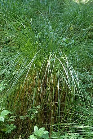 Carex appropinquata \ Schwarzschopf-Segge, Gedrngthrige Segge / Fibrous Tussock Sedge, D Uffing 14.8.2024