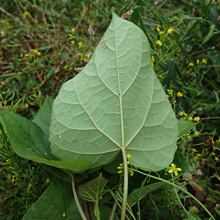 Catalpa bignonioides \ Gewhnlicher Trompetenbaum, Beamtenbaum / Common Catalpa, Indian Bean Tree, D Mannheim 8.9.2024