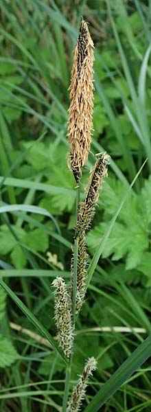 Carex acutiformis \ Sumpf-Segge / Lesser Pond Sedge, D Rain 8.5.2025