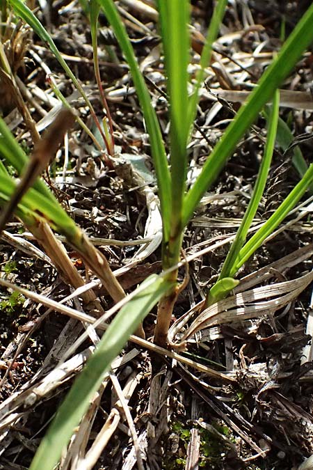Carex arenaria \ Sand-Segge / Sand Sedge, D Viernheim 16.7.2025