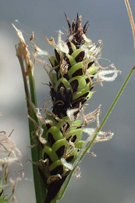 Carex acuta \ Schlank-Segge, Spitz-Segge / Acute Sedge, Slender Tufted Sedge, D Mannheim 2.5.2026