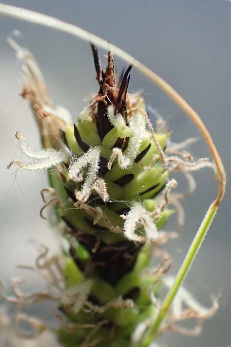 Carex acuta \ Schlank-Segge, Spitz-Segge / Acute Sedge, Slender Tufted Sedge, D Mannheim 2.5.2026