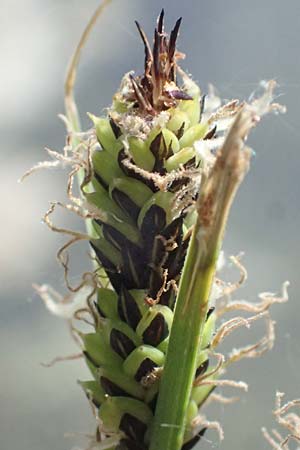Carex acuta \ Schlank-Segge, Spitz-Segge / Acute Sedge, Slender Tufted Sedge, D Mannheim 2.5.2026