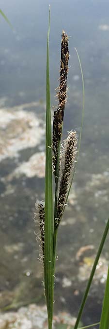 Carex acuta \ Schlank-Segge, Spitz-Segge / Acute Sedge, Slender Tufted Sedge, D Mannheim 2.5.2026