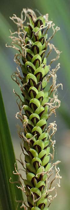 Carex acuta \ Schlank-Segge, Spitz-Segge / Acute Sedge, Slender Tufted Sedge, D Mannheim 2.5.2026