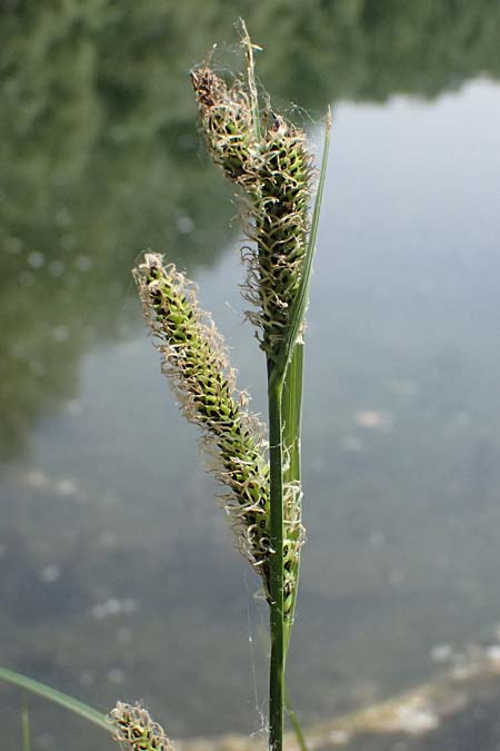 Carex acuta \ Schlank-Segge, Spitz-Segge / Acute Sedge, Slender Tufted Sedge, D Mannheim 2.5.2026
