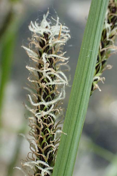 Carex acuta \ Schlank-Segge, Spitz-Segge / Acute Sedge, Slender Tufted Sedge, D Mannheim 2.5.2026