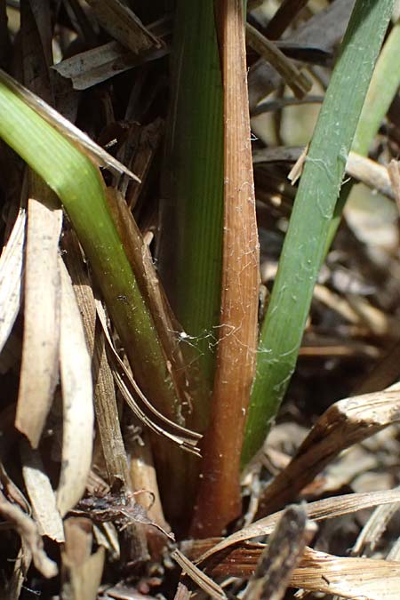 Carex acuta \ Schlank-Segge, Spitz-Segge / Acute Sedge, Slender Tufted Sedge, D Mannheim 2.5.2026