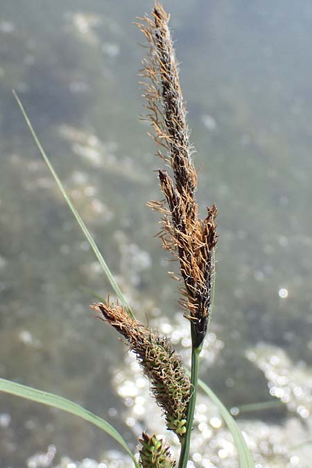Carex acuta \ Schlank-Segge, Spitz-Segge / Acute Sedge, Slender Tufted Sedge, D Mannheim 2.5.2026