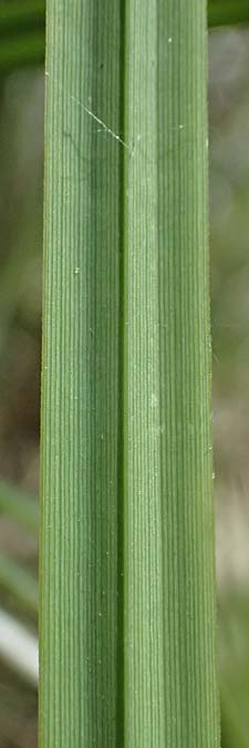 Carex acuta \ Schlank-Segge, Spitz-Segge / Acute Sedge, Slender Tufted Sedge, D Mannheim 2.5.2026