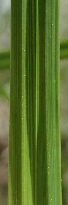 Carex acuta \ Schlank-Segge, Spitz-Segge / Acute Sedge, Slender Tufted Sedge, D Mannheim 2.5.2026