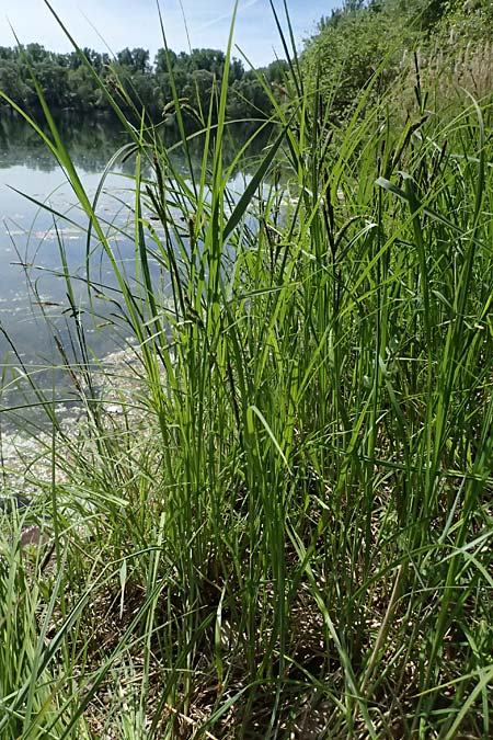 Carex acuta \ Schlank-Segge, Spitz-Segge / Acute Sedge, Slender Tufted Sedge, D Mannheim 2.5.2026