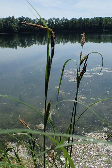 Carex acuta \ Schlank-Segge, Spitz-Segge / Acute Sedge, Slender Tufted Sedge, D Mannheim 2.5.2026