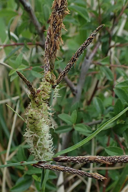 Carex acutiformis \ Sumpf-Segge / Lesser Pond Sedge, D Neuleiningen 14.5.2026