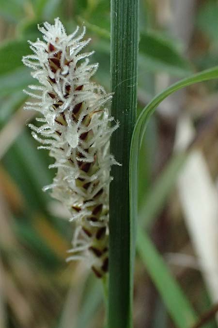 Carex acutiformis \ Sumpf-Segge / Lesser Pond Sedge, D Neuleiningen 14.5.2026