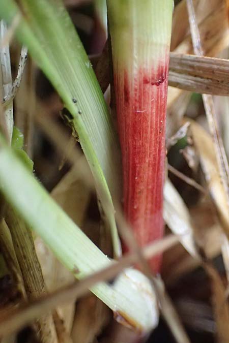 Carex acutiformis \ Sumpf-Segge / Lesser Pond Sedge, D Neuleiningen 14.5.2026