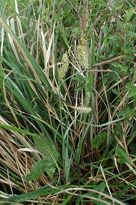 Carex acutiformis \ Sumpf-Segge / Lesser Pond Sedge, D Neuleiningen 14.5.2026