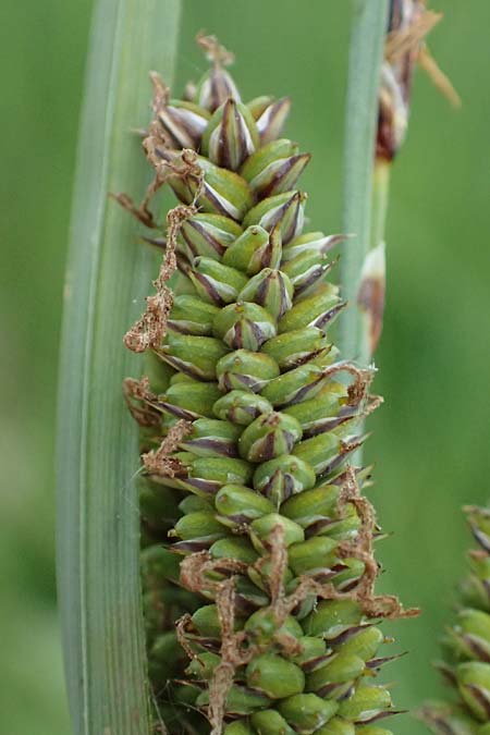 Carex acutiformis \ Sumpf-Segge / Lesser Pond Sedge, D Neuleiningen 14.5.2026