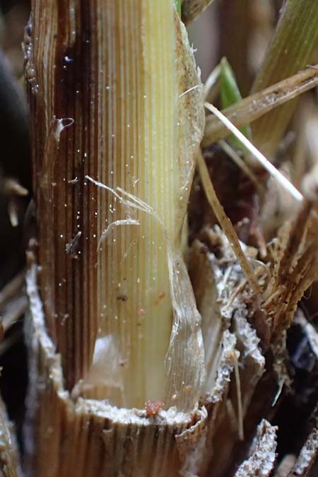Carex acutiformis \ Sumpf-Segge / Lesser Pond Sedge, D Neuleiningen 14.5.2026