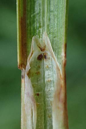 Carex acutiformis \ Sumpf-Segge / Lesser Pond Sedge, D Neuleiningen 14.5.2026