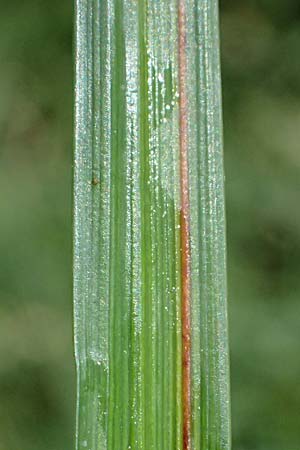 Carex acutiformis \ Sumpf-Segge / Lesser Pond Sedge, D Neuleiningen 14.5.2026