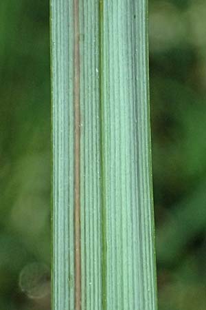 Carex acutiformis \ Sumpf-Segge / Lesser Pond Sedge, D Neuleiningen 14.5.2026