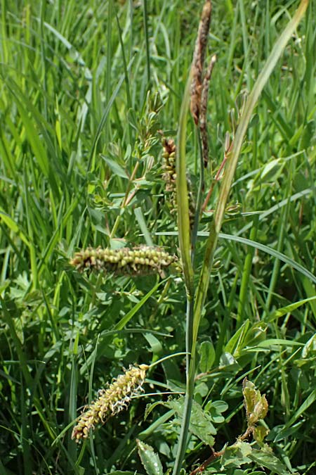 Carex acutiformis \ Sumpf-Segge / Lesser Pond Sedge, D Neuleiningen 14.5.2026